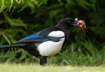 Controllo faunistico in Veneto, doppia novità Controllo faunistico in Veneto: gazza con pulcino di tordo in bocca