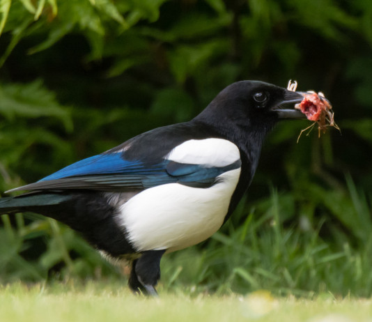Controllo faunistico in Veneto, doppia novità Controllo faunistico in Veneto: gazza con pulcino di tordo in bocca