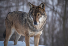 Gestione dei grandi predatori, il Trentino pensa al lupo Gestione dei grandi predatori: lupo sulla neve