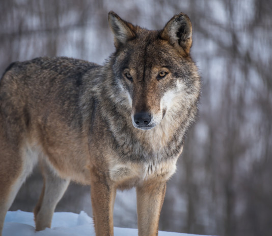 Gestione dei grandi predatori, il Trentino pensa al lupo Gestione dei grandi predatori: lupo sulla neve