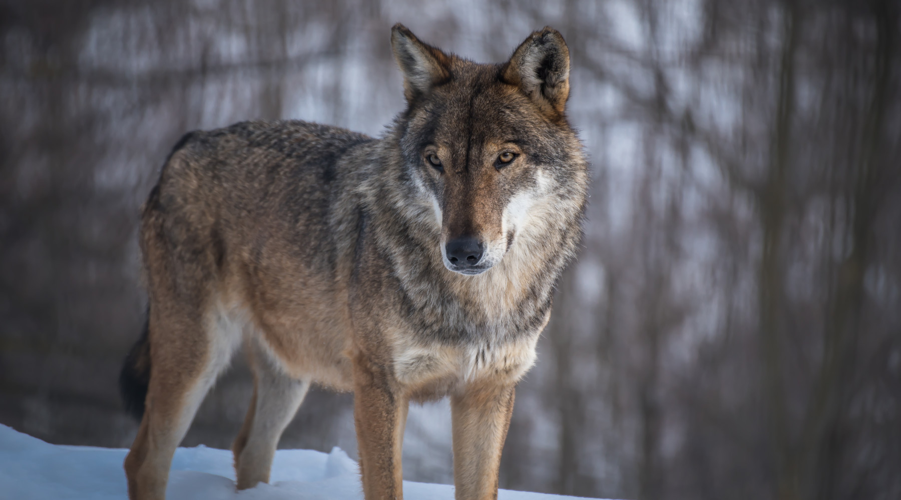 Gestione dei grandi predatori: lupo sulla neve