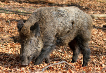 Gestione del cinghiale, Arcicaccia chiede intervento politico Gestione del cinghiale, Arcicaccia chiede intervento politico