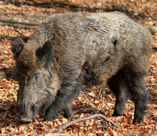 Gestione del cinghiale, Arcicaccia chiede intervento politico Gestione del cinghiale, Arcicaccia chiede intervento politico