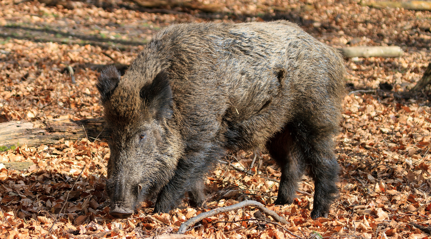 Gestione del cinghiale, Arcicaccia chiede intervento politico Gestione del cinghiale, Arcicaccia chiede intervento politico