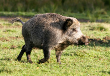 Gestione del cinghiale, Gallinella (5 Stelle): serve polizia ambientale forestale gestione del cinghiale: cinghiale in un bosco