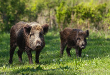 Gestione del cinghiale, Sardegna chiede modifica alla legge quadro sulla caccia Gestione del cinghiale: due cinghiali nel bosco