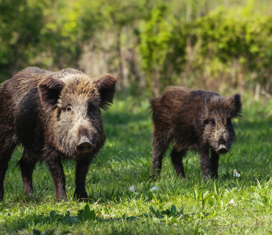 Gestione del cinghiale, Sardegna chiede modifica alla legge quadro sulla caccia Gestione del cinghiale: due cinghiali nel bosco