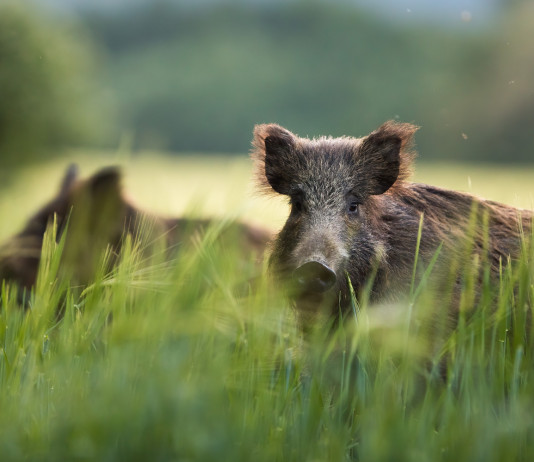 Gestione del cinghiale: la proposta della Lombardia gestione del cinghiale: due cinghiali nell'erba alta