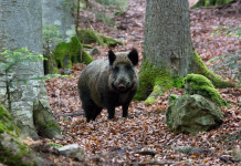 Gestione della fauna, Patuanelli chiede intervento Regioni Gestione della fauna: cinghiale nella foresta