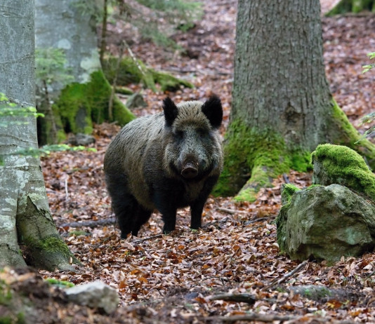 Gestione della fauna, Patuanelli chiede intervento Regioni Gestione della fauna: cinghiale nella foresta