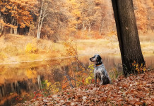 Green Pass obbligatorio per le manifestazioni Enci Green Pass obbligatorio per le manifestazioni Enci: setter da caccia in ambiente naturale d'autunno