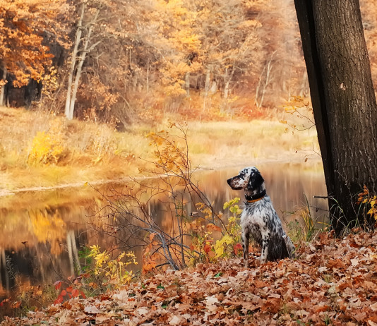 Green Pass obbligatorio per le manifestazioni Enci Green Pass obbligatorio per le manifestazioni Enci: setter da caccia in ambiente naturale d'autunno