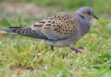 Impatto della caccia sulla conservazione della tortora: la precisazione di Face Impatto della caccia sulla conservazione della tortora