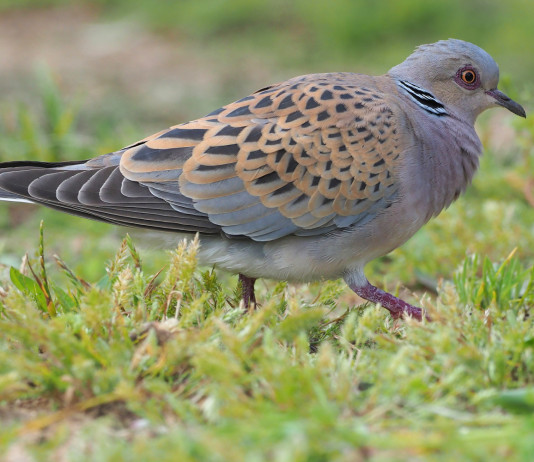 Impatto della caccia sulla conservazione della tortora: la precisazione di Face Impatto della caccia sulla conservazione della tortora