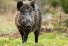 Legge sulla caccia, Cia Agricoltori commenta la decisione del Senato legge sulla caccia: cinghiale nel bosco