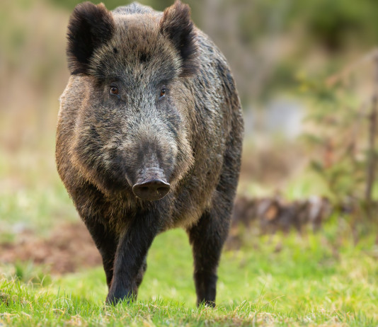 Legge sulla caccia, Cia Agricoltori commenta la decisione del Senato legge sulla caccia: cinghiale nel bosco