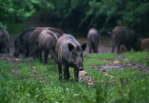 Legge sulla caccia e gestione faunistica, Senato approva risoluzione Legge sulla caccia e gestione faunistica: cinghiali rooting