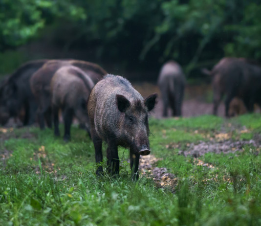 Legge sulla caccia e gestione faunistica, Senato approva risoluzione Legge sulla caccia e gestione faunistica: cinghiali rooting