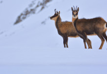 L’impatto del riscaldamento globale sul camoscio L’impatto del riscaldamento globale sul camoscio: due camosci sulla neve
