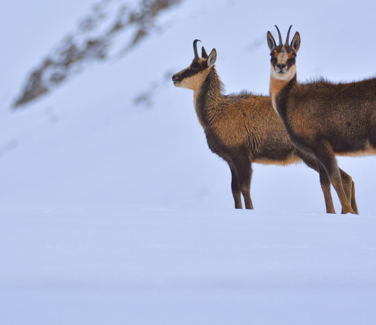 L’impatto del riscaldamento globale sul camoscio L’impatto del riscaldamento globale sul camoscio: due camosci sulla neve