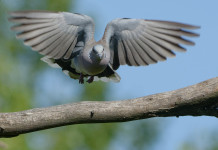 Preapertura della caccia: la situazione della tortora preapertura della caccia: tortora in volo verso ramo di un albero