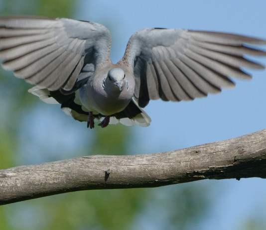 Preapertura della caccia: la situazione della tortora preapertura della caccia: tortora in volo verso ramo di un albero