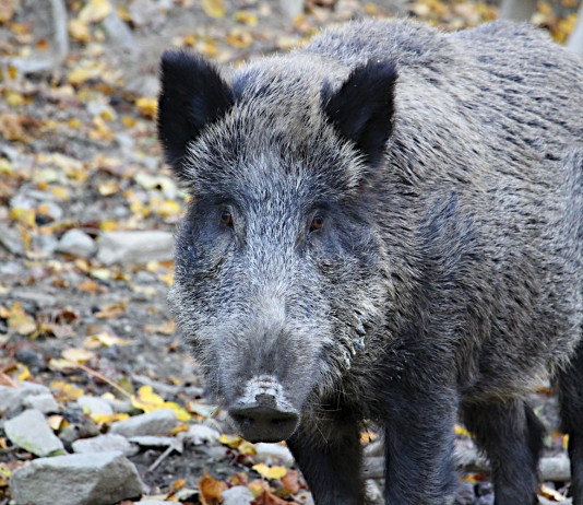 Risarcimento danni da fauna selvatica, da Umbria fondi ad Atc Risarcimento danni da fauna selvatica: cinghiale nella foresta