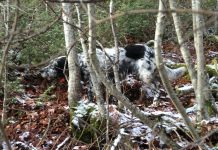 Benessere e gestione del cane da lavoro: da leggere benessere del cane