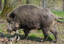 Soggetti abilitati al controllo faunistico, la richiesta delle Regioni Soggetti abilitati al controllo faunistico: cinghiale nel bosco