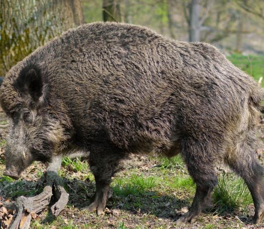 Soggetti abilitati al controllo faunistico, la richiesta delle Regioni Soggetti abilitati al controllo faunistico: cinghiale nel bosco