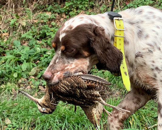 Beccacce che Passione 5 2021: in edicola Beccacce che Passione 5 2021