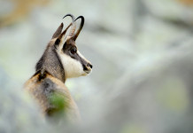 55ª assemblea Uncza, ecco le date e il programma 55ª assemblea Uncza: camoscio in ambiente alpino