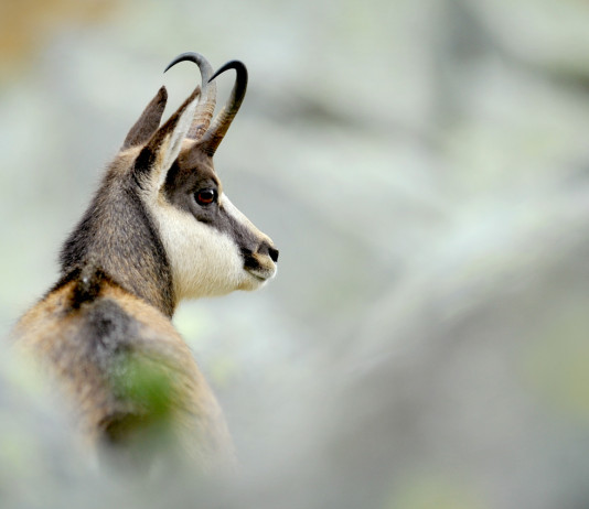 55ª assemblea Uncza, ecco le date e il programma 55ª assemblea Uncza: camoscio in ambiente alpino
