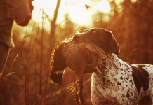 Caccia Magazine settembre 2021 in edicola dal 14 agosto Caccia Magazine settembre 2021 in edicola dal 14 agosto