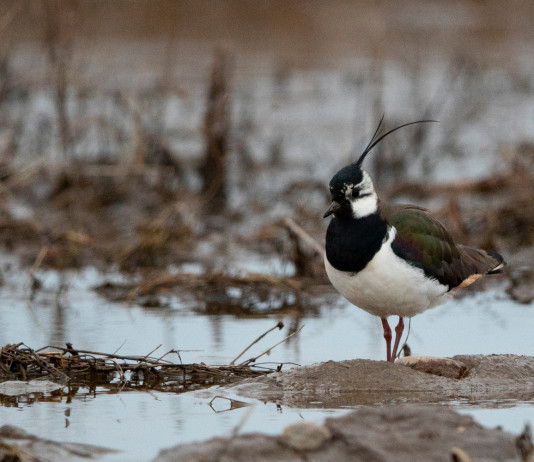 Caccia a moriglione e pavoncella, ok della Toscana Caccia a moriglione e pavoncella: pavoncella in ambiente acquatico