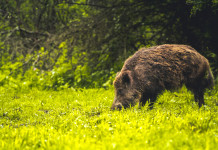 Caccia al cinghiale nel Lazio: ecco il disciplinare Caccia al cinghiale nel Lazio
