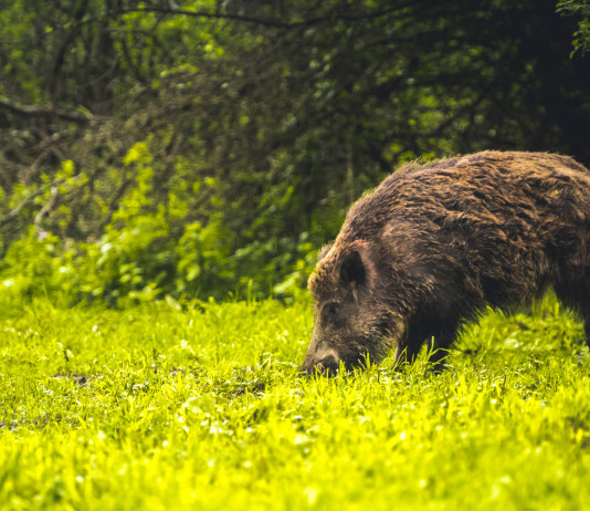 Caccia al cinghiale nel Lazio: ecco il disciplinare Caccia al cinghiale nel Lazio