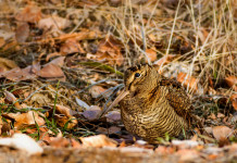 Caccia alla migratoria, Arcicaccia scrive a Bruxelles Caccia alla migratoria: beccaccia nel bosco