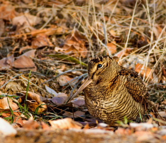 Caccia alla migratoria, Arcicaccia scrive a Bruxelles Caccia alla migratoria: beccaccia nel bosco