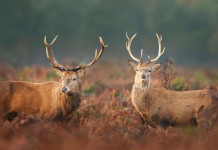 Caccia di selezione in Toscana, ecco le date Caccia di selezione in Toscana: due cervi in ambiente autunnale