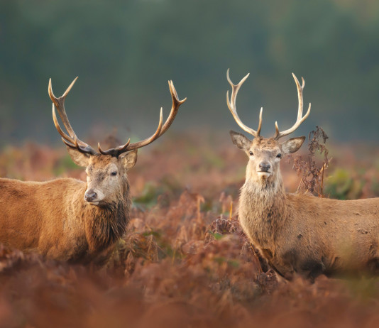 Caccia di selezione in Toscana, ecco le date Caccia di selezione in Toscana: due cervi in ambiente autunnale
