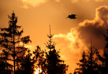 Conservazione delle specie migratrici, la Commissione europea risponde Conservazione delle specie migratrici: beccaccia in volo al tramonto