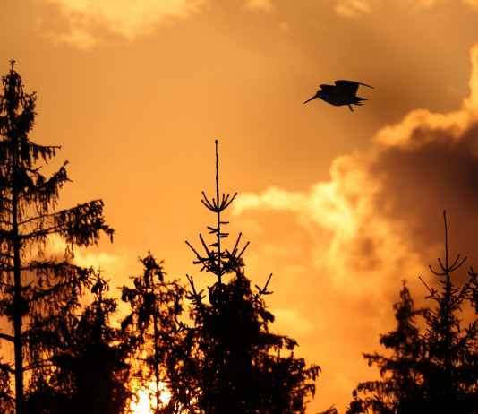 Conservazione delle specie migratrici, la Commissione europea risponde Conservazione delle specie migratrici: beccaccia in volo al tramonto