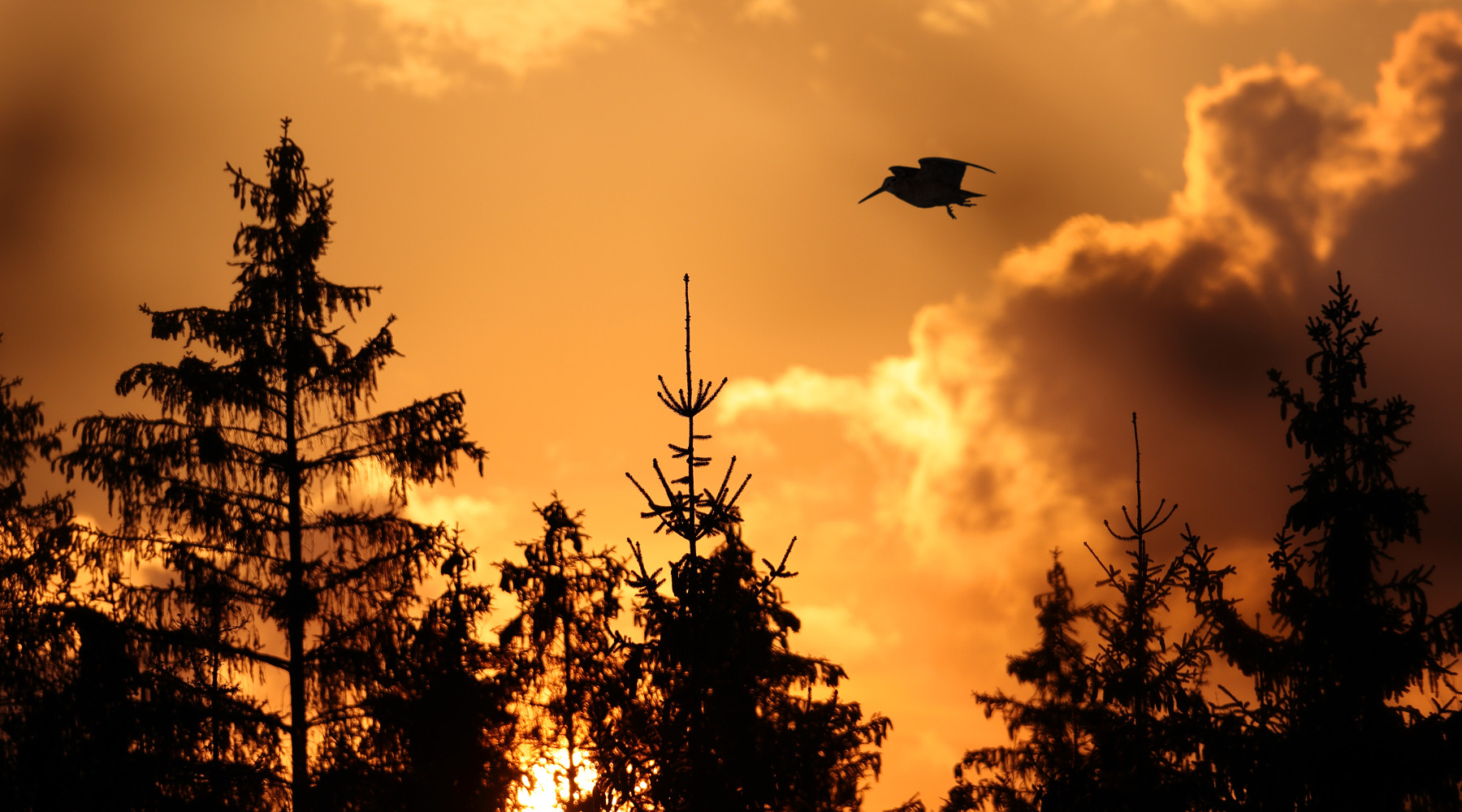 Conservazione delle specie migratrici: beccaccia in volo al tramonto