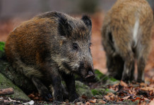 Controllo faunistico nei Parchi e caccia in deroga, la sentenza della Consulta Controllo faunistico nei Parchi e caccia in deroga: due cinghiali mangiano nella foresta