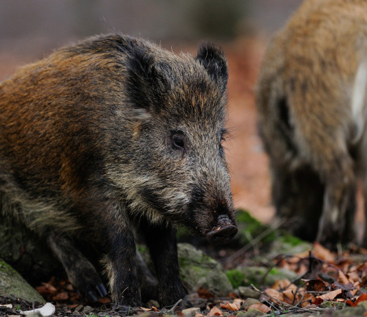 Controllo faunistico nei Parchi e caccia in deroga, la sentenza della Consulta Controllo faunistico nei Parchi e caccia in deroga: due cinghiali mangiano nella foresta