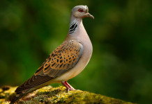 Definito il calendario venatorio dell’Umbria 2021/2022 Definito il calendario venatorio dell’Umbria 2021-2022: tortora