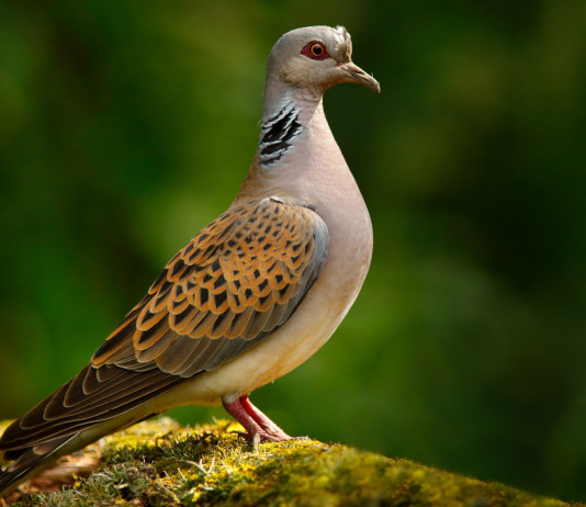 Definito il calendario venatorio dell’Umbria 2021/2022 Definito il calendario venatorio dell’Umbria 2021-2022: tortora