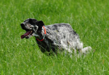 I Prati di Frescarolo: a caccia con il cane da ferma ma non solo I_Prati_di_Frescarolo