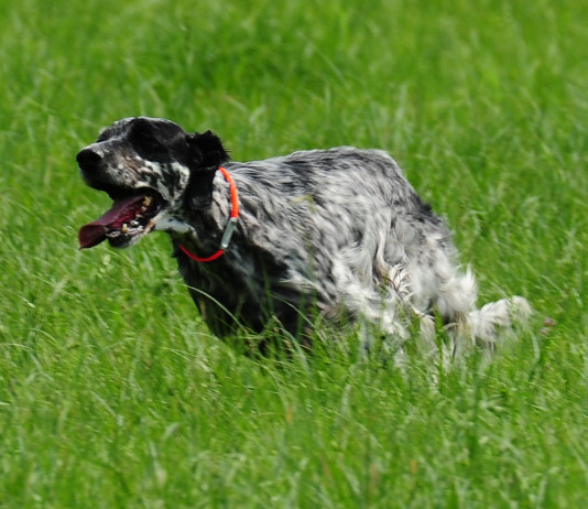 I Prati di Frescarolo: a caccia con il cane da ferma ma non solo I_Prati_di_Frescarolo